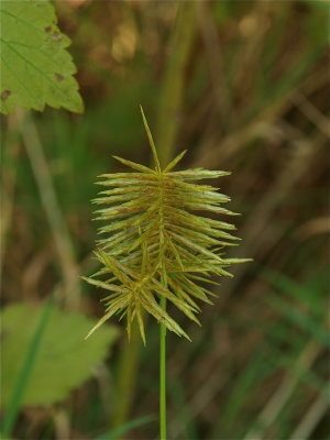Cyperus strigosus (Straw-Colored Flat Sedge)