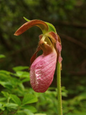 Cypripedium acaule (Pink Lady's-Slipper)