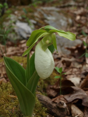 Cypripedium acaule (Pink Lady's-Slipper) - White Flower