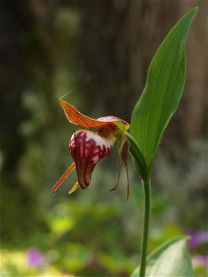 Cypripedium arietinum (Ram's-Head Lady's-Slipper)