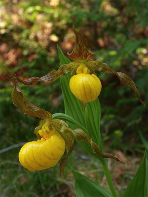 Cypripedium calceolus (Yellow Lady's-Slipper)