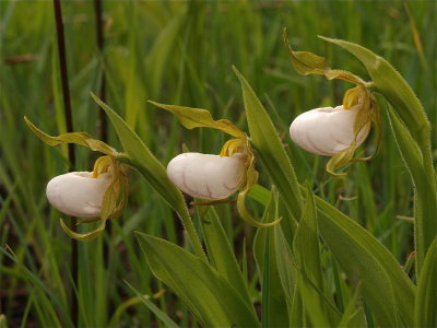 Cypripedium candidum (Small White Lady's-Slipper)