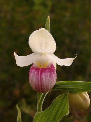 Cypripedium reginae (Showy Lady's-Slipper)
