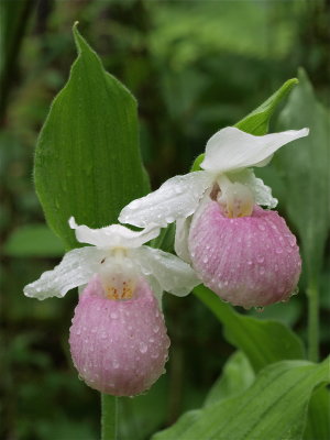 Cypripedium reginae (Showy Lady's-Slipper) - Pale Flowers