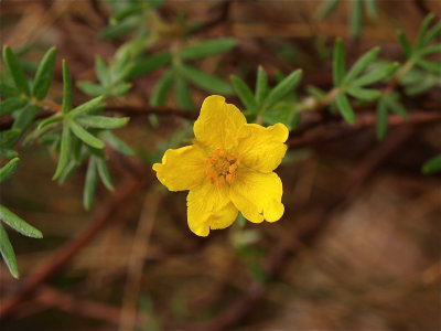 Dasiphora fruticosa (Shrubby Cinquefoil)