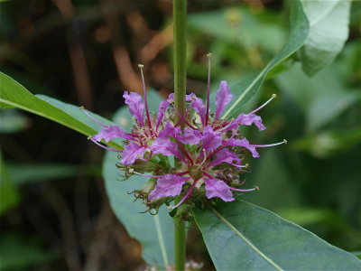 Decodon verticillatus (Swamp Loosestrife)