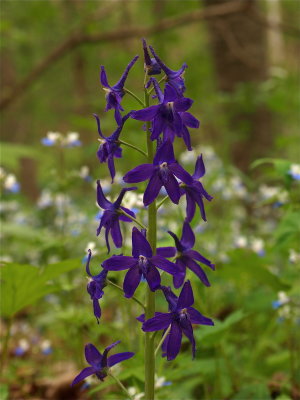 Delphinum tricorne (Spring Larkspur)