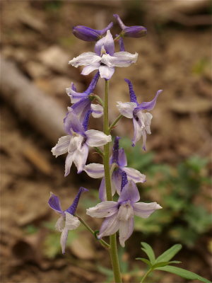 Delphinum tricorne (Spring Larkspur) - Pale Flowers