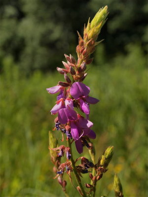 Desmodium canadense (Showy Tick-Trefoil)