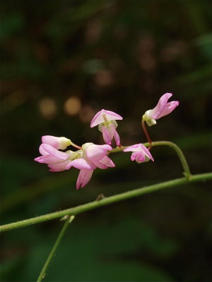 Desmodium glutinosum (Point-Leaved Tick-Trefoil)