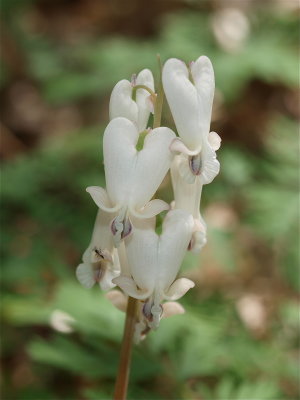 Dicentra canadensis (Squirrel-Corn)