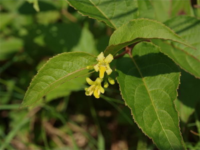 Diervilla lonicera (Bush Honeysuckle)