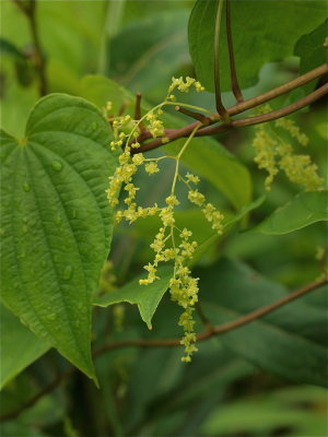 Dioscorea villosa (Wild Yam)