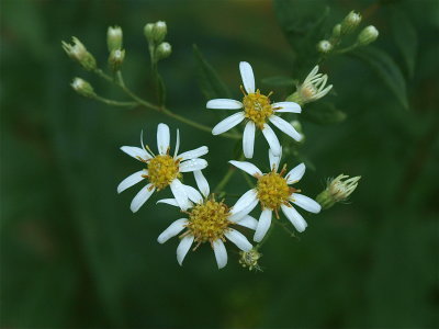 Doellingeria umbellata (Flat-Topped Aster)