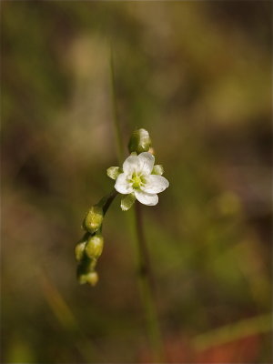 Drosera rotundifolia (Round-Leaved Sundew)