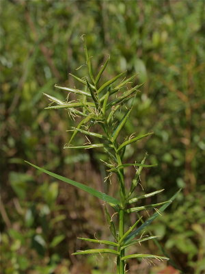 Dulichium arundinaceum (Three-Way Sedge)