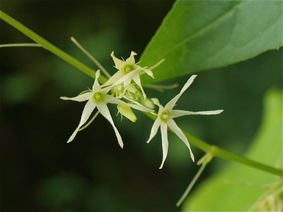 Echinocystis lobata (Wild Cucumber) - Close View
