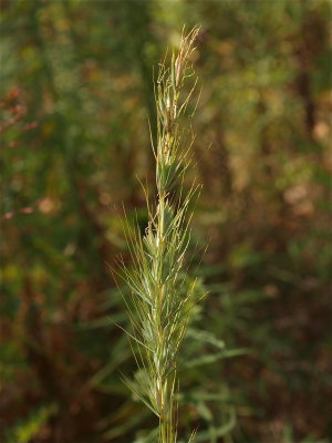 Elymus canadensis (Canada Wild Rye)