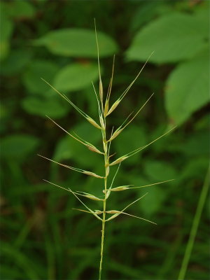 Elymus hystrix (Bottle-Brush Grass)