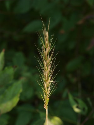 Elymus virginicus (Virginia Wild Rye)