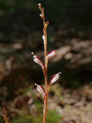 Epifagus virginiana (Beechdrops)