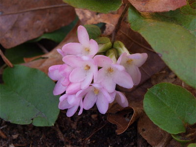 Epigaea repens (Trailing Arbutus)