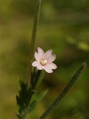 Epilobium species (Willow-Herb)