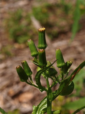 Erechtites hieraciifolius (Pilewort)