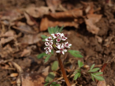 Erigenia bulbosa (Harbinger-of-Spring)