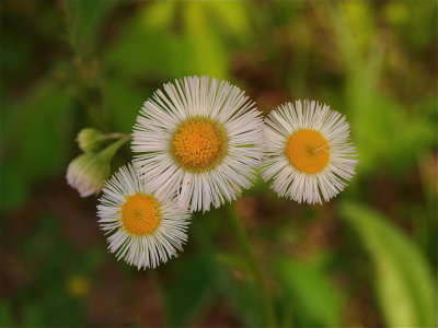 Erigeron philadelphicus (Common Fleabane)