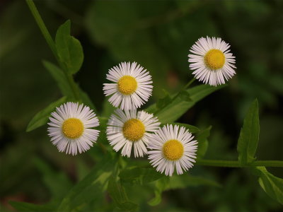 Erigeron species (Daisy Fleabane)
