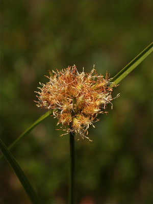 Eriophorum virginicum (Tawny Cotton-Sedge)