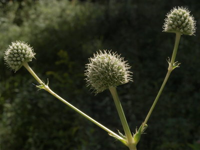 Eryngium yuccifolium (Rattlesnake-Master) - Close View