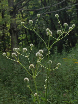 Eryngium yuccifolium (Rattlesnake-Master) - Large Cluster