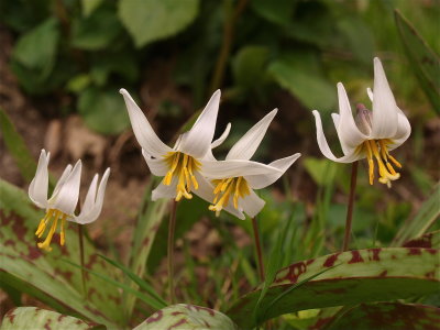 Erythronium albidum (White Trout-Lily)