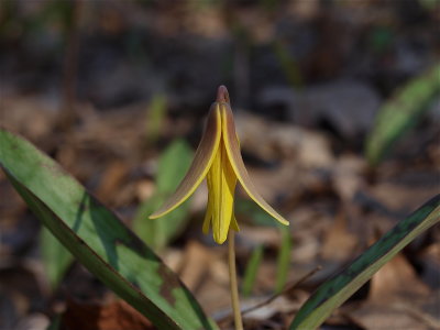 Erythronium americanum (Yellow Trout-Lily) - Side View