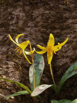 Erythronium americanum (Yellow Trout-Lily) - Yellow Anthers
