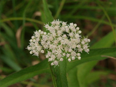 Eupatorium perfoliatum (Boneset)