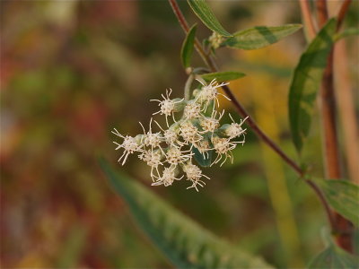 Eupatorium serotinum (Late-Flowering Thoroughwort)