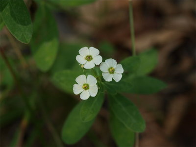 Euphorbia corollata (Flowering Spurge)
