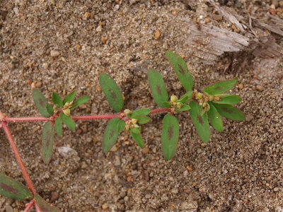 Euphorbia maculata (Spotted Spurge )