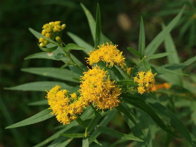 Euthamia graminifolia (Lance-Leaved Goldenrod)