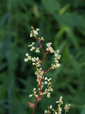 Fallopia cilinodis (Fringed Bindweed)