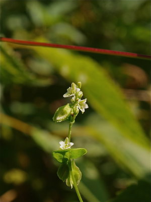 Fallopia scandens (Climbing False-Buckwheat)