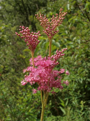 Filipendula rubra (Queen-of-the-Prairie)