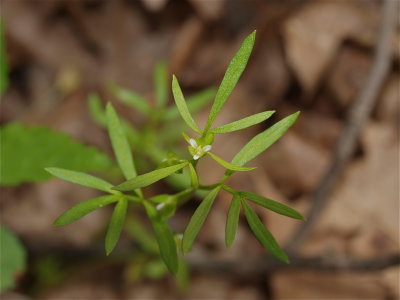 Floerkea proserpinacoides (False Mermaid)