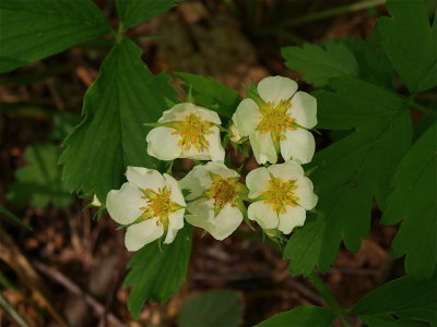 Fragaria virginiana (Wild Strawberry)