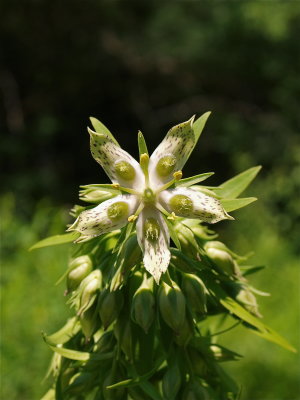 Frasera caroliniensis (American Columbo)