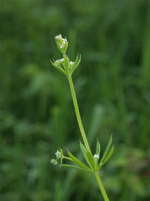 Galium aparine (Cleavers)