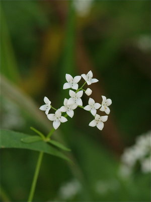 Galium boreale (Northern Bedstraw)
